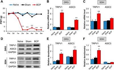 Metformin Attenuates Bone Cancer Pain by Reducing TRPV1 and ASIC3 Expression